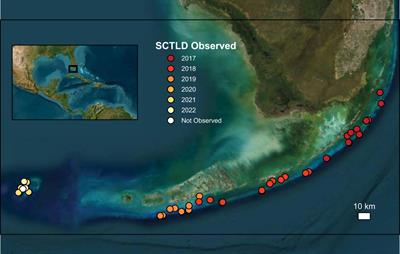 Stony coral tissue loss disease accelerated shifts in coral composition and declines in reef accretion potential in the Florida Keys